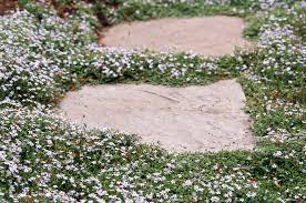 Maybe you would like to learn more about one of these? Best Plants For Rock Gardens Better Homes Gardens