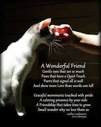 Miss You My Jack So Much It Hurts I Long To Give You A Cuddle And Nose Kiss And Kiss Your Little Belly My Sweet Gentle Loving An Crazy Cats Cat