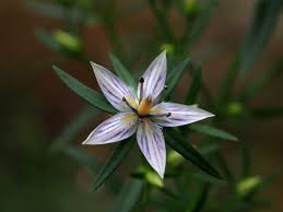 Image result for Swertia welwitschii