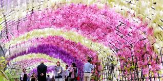 Discover wisteria tunnel in kitakyushu, japan: Japan S Wisteria Tunnels Are Even More Magical Than Its Cherry Blossoms
