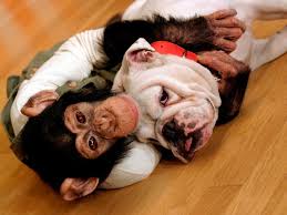 James English Bulldog Pankun Chimpanzee Adventures Bulldog English Bulldog Animals Friendship