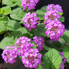 Image result for Lantana moldenkei