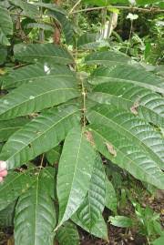 Image result for Canarium schweinfurthii