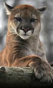 Mountain Lion Animals Beautiful Animals Wild Animals