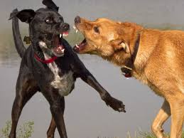 Kasus Rabies Kembali Meluas, Segera Vaksin Anjing!