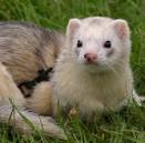 Ferret Feeding and Watering Equipment Ferrets as Pets
