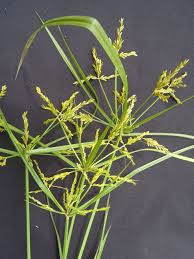 Image result for Cyperus renschii