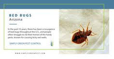 Where do bed bugs come from? 42 Pests Ideas Pests Pest Control Mosquito Treatment