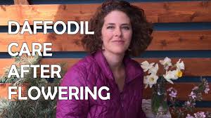If you opt to do so, first sterilize the pruners. How To Care For Daffodils After Blooming Youtube