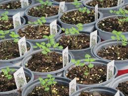 How to grow top 3 jasmine plants from cuttings. How To Propagate Jasmines Quora