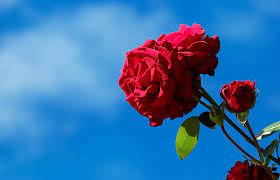 Gambar bunga mawar yang paling cantik. 1000 Gambar Bunga Cantik Dan Indah Yang Ada Di Dunia Dan Indonesia Terlengkap Situs Referensi Ilmu Pertanian Peternakan Dan Perikanan