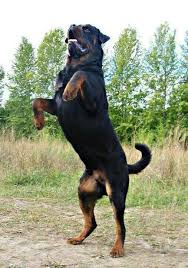 Rottweiler Yaz