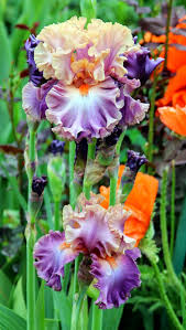 Pin On Spicker Gardens And Arrangements Ais Articles By Susanne Holland Spicker