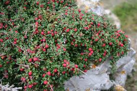 Image result for Cotoneaster