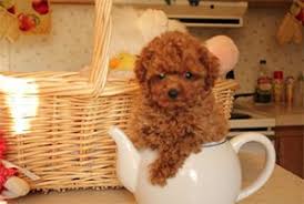 If you find a breeder in texas or an online advertisement on craigslist advertising a litter of puppies for free or to a good home for free then run, do not walk away. Fischer Kennels Red Maltipoo Puppies Fischer Kennels