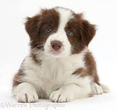 Chocolate Brown Border Collie Puppy Collie Puppies Brown Border Collie Puppy Brown Border Collie