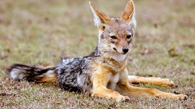 The Jackal and the Donkey: How Stories Saved a People's Identity