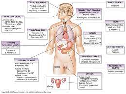 Pin By Neng Wittaya On Nurse Stuff 2 Endocrine System Endocrine System Hormones Endocrine Hormones