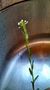 This one has been growing the last few weeks in this pot and never had that rosette of notched leaves, about 40 cm tall. Please Help Identify A Weed Tall Small White Flowers Northern Nj Doityourself Com Community Forums