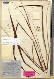 Image result for Coelorachis