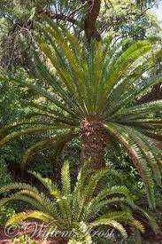 Image result for Encephalartos lebomboensis