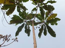 Image result for Anthocleista