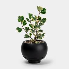 Image result for Ficus triangularis