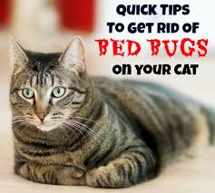 Launder and freeze when possible. Quick Tips To Get Rid Of Bed Bugs On Your Cat Me Him And The Cats