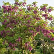 Image result for Margaretta rosea