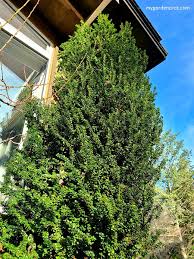 Avaliable in a range of sizes to best suit your garden. Grow Ilex Crenata How To Care And Prune Evergreen Japanese Holly
