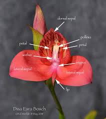 Image result for Rhipidoglossum pusillum