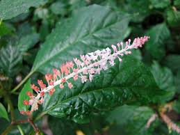 Image result for Hilleria latifolia