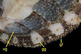 Image result for Ochna leptoclada