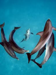Community contributor can you beat your friends at this quiz? Quiz What Sensory System Do Dolphins Use To Detect Objects Around Them