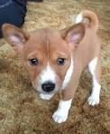 Basenji Dog Breed Profile | Petfinder