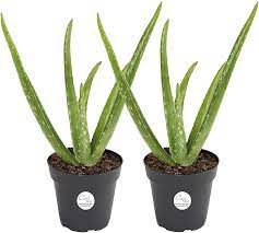 On the topic of how heavy this plant is, i usually plant it up about an 1″ above the soil line. Amazon Com Costa Farms Aloe Vera Live Indoor Plant Ships In Grow Pot 10 Inch Tall Green Garden Outdoor