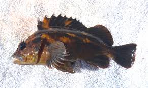Get $40 off your first airbnb rental. Black Yellow Rockfish Pier Fishing In California