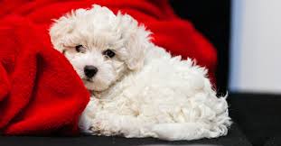 What Are The Cutest Dog Breeds Petfinder If you think you know your dogs pretty well, you've got to try out our breed recognition game. what are the cutest dog breeds petfinder