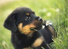 Whether you're likely to go to one these dog friendly places below with friends and family or alone, you're surely going to relish your trip. Dog Stores Near Me Off 64