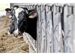 Das emissões de metano ao desgaste do solo, assim parece. Queijaria Nos Acores Leva Clientes A Ordenhar Vacas Acoriano Oriental