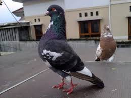 Merpati yang terkenal karena memiliki kesetiaan yang tinggi pada pasangan dan banyak digemari oleh sebagian orang. Ciri Merpati Kolongan Super Juara Yang Berkualitas