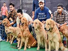 * adoption fees are currently waived. Ray Of Hope Tricity Residents Take Home 10 Canines Up For Adoption At Dog Show Chandigarh News Times Of India