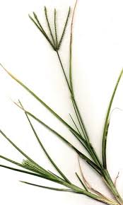 Image result for Eleusine coracana