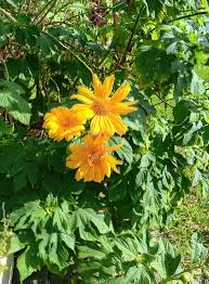 Image result for Tithonia diversifolia