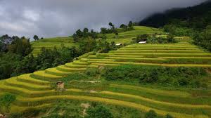 100+ Video, Klip HD & 4K Persawahan & Sawah Gratis - Pixabay