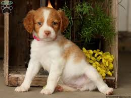 We are located in johnstown, ohio, about 20 minutes northeast of columbus. Brittany Spaniel Puppies For Sale Greenfield Puppies
