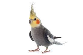 Broken Tail Feather; What To Do? | Talk Cockatiels Forum