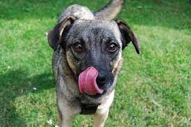 Ask A Vet Why Isn T It A Good Idea For My Dog To Lick Wounds