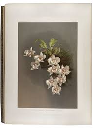 Image result for Disperis reichenbachiana