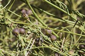 Image result for Cassytha filiformis